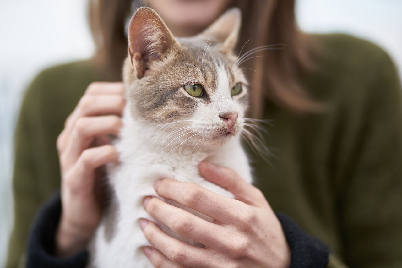 Il gatto domestico non ha un carattere specifico, puoi trovarne uno molto gentile e calmo, ma anche un gatto dall'energia inesauribile.